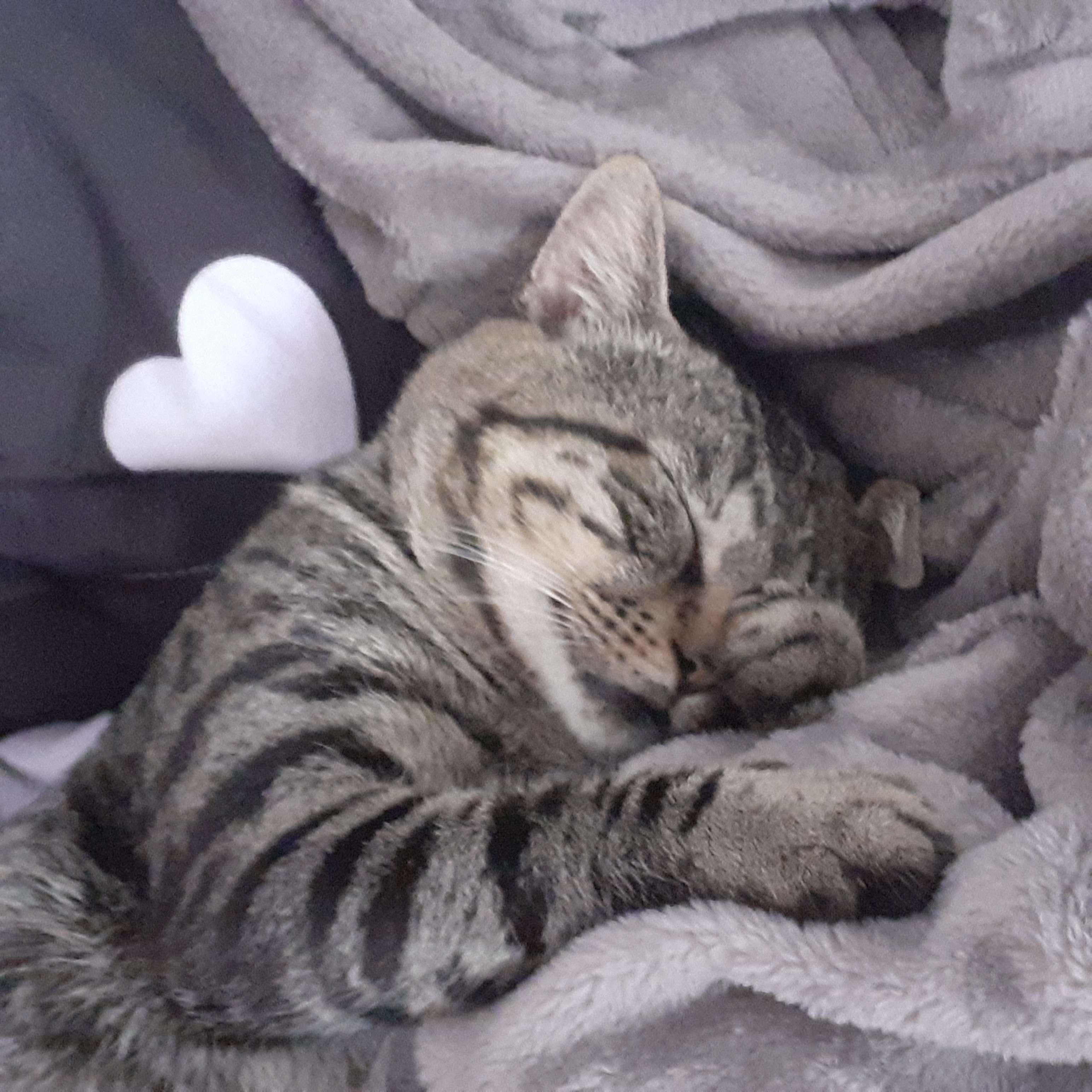 cat n heart